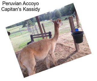 Peruvian Accoyo Capitan\'s Kassidy