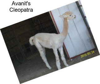 Avanit\'s Cleopatra