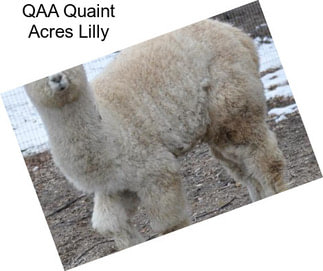 QAA Quaint Acres Lilly