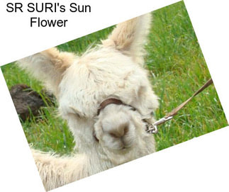 SR SURI\'s Sun Flower