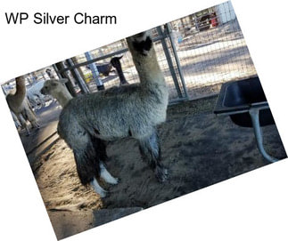WP Silver Charm