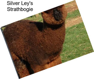 Silver Ley\'s Strathbogie