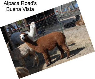 Alpaca Road\'s Buena Vista
