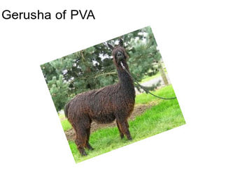 Gerusha of PVA