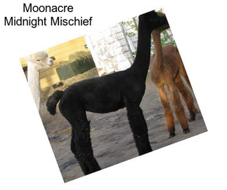 Moonacre Midnight Mischief