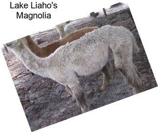 Lake Liaho\'s Magnolia