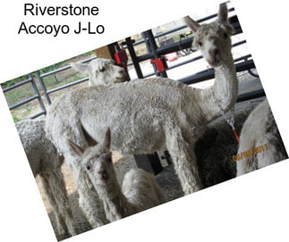 Riverstone Accoyo J-Lo