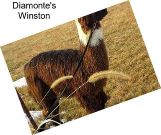Diamonte\'s Winston