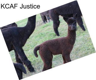KCAF Justice
