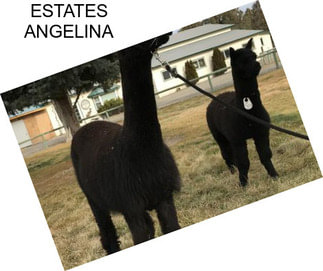 ESTATES ANGELINA