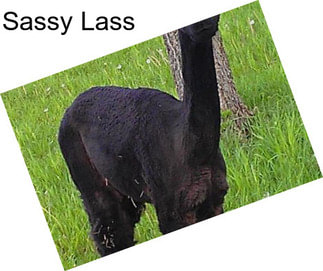 Sassy Lass
