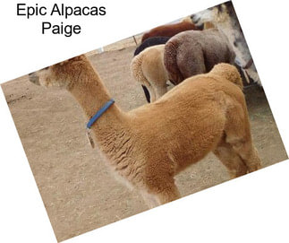 Epic Alpacas Paige