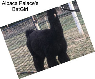 Alpaca Palace\'s BatGirl