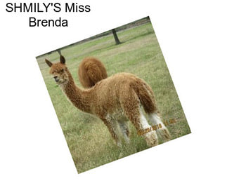 SHMILY\'S Miss Brenda