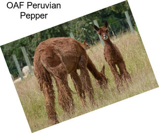 OAF Peruvian Pepper