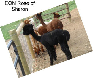 EON Rose of Sharon