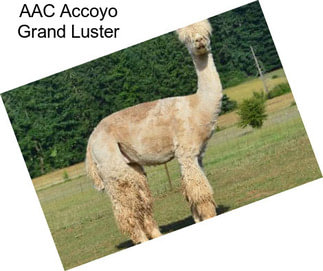 AAC Accoyo Grand Luster