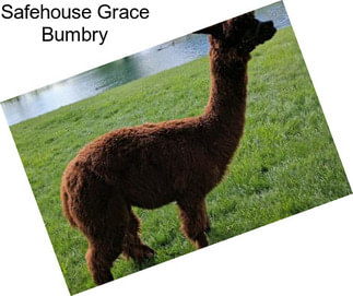 Safehouse Grace Bumbry