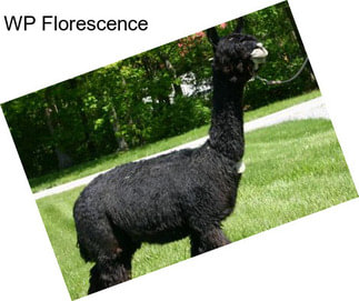 WP Florescence