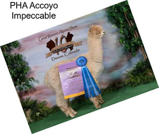 PHA Accoyo Impeccable