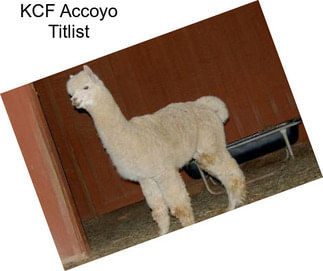 KCF Accoyo Titlist