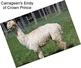 Carrageen\'s Emily of Crown Prince