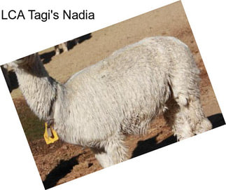 LCA Tagi\'s Nadia