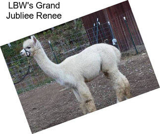 LBW\'s Grand Jubliee Renee