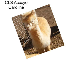 CLS Accoyo Caroline