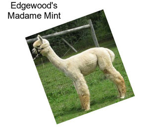Edgewood\'s Madame Mint