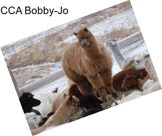 CCA Bobby-Jo