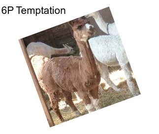 6P Temptation