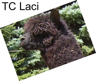 TC Laci