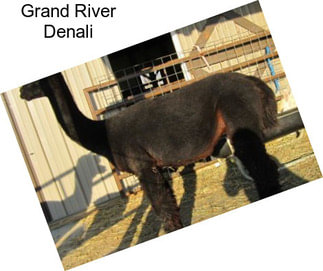 Grand River Denali