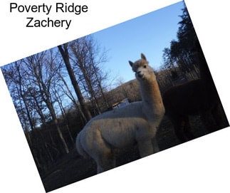 Poverty Ridge Zachery