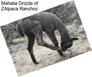 Mahalia Drizzle of ZAlpaca Ranchoz