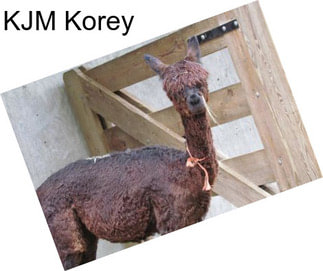 KJM Korey