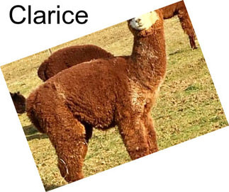 Clarice