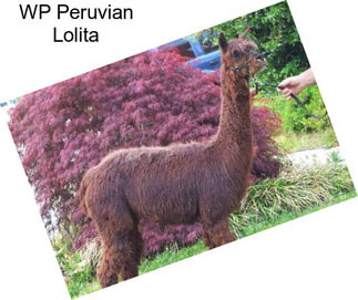 WP Peruvian Lolita