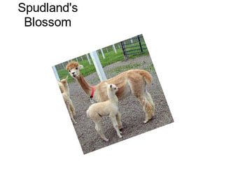 Spudland\'s Blossom