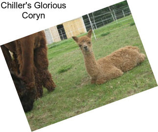 Chiller\'s Glorious Coryn