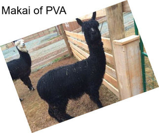 Makai of PVA