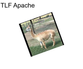 TLF Apache