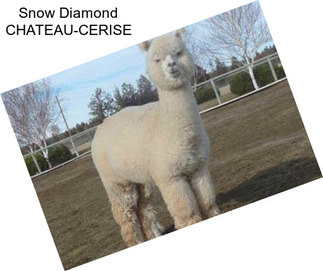 Snow Diamond CHATEAU-CERISE