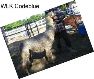 WLK Codeblue