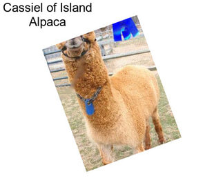 Cassiel of Island Alpaca