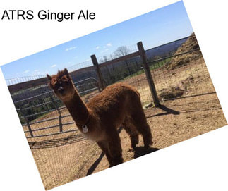 ATRS Ginger Ale