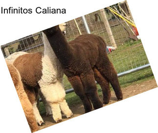 Infinitos Caliana