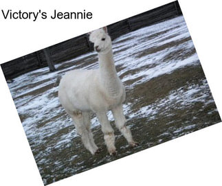 Victory\'s Jeannie
