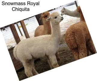 Snowmass Royal Chiquita